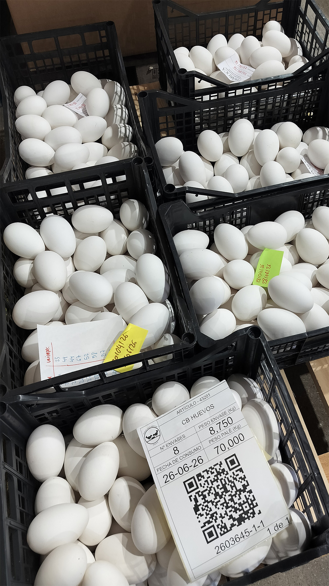 Donación de Granja Pinaroca de 700 Huevos de Oca