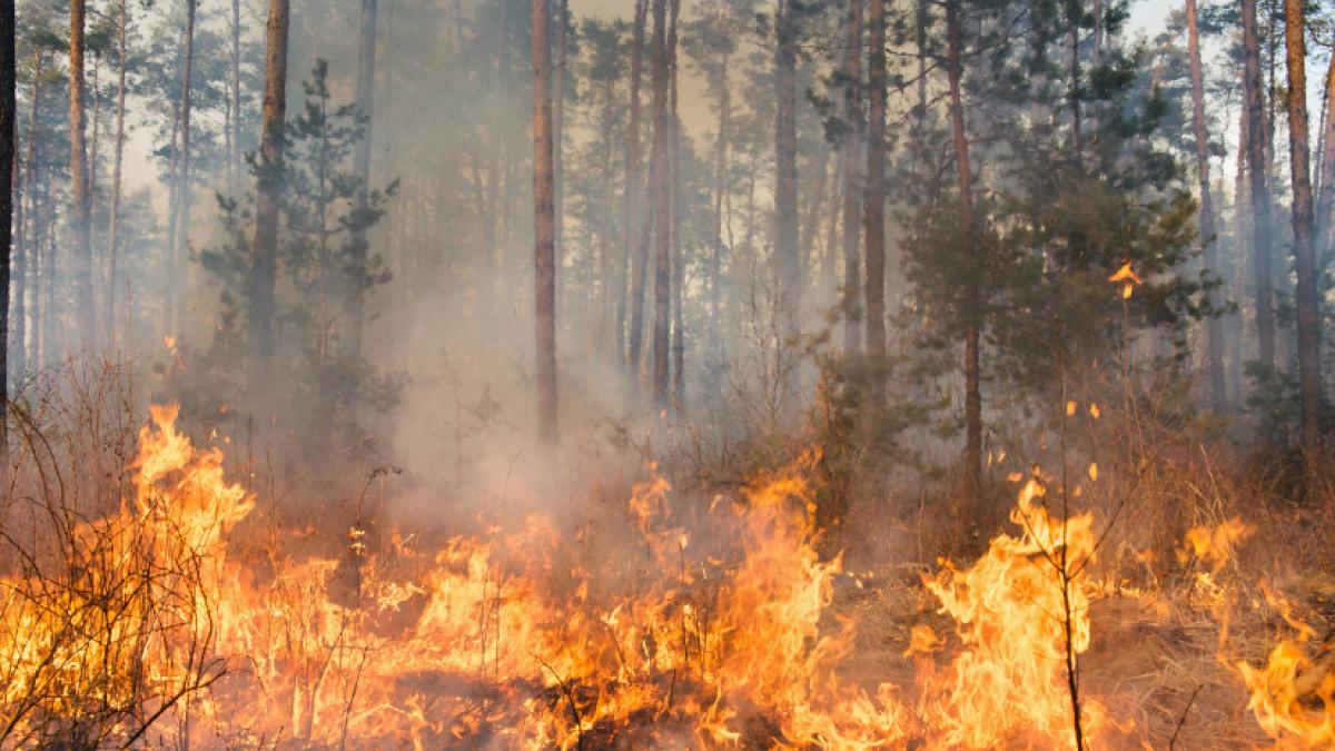 Fundación Banco de Alimentos de Madrid y Fundación Reina Sofía al servicio de las autoridades ante la emergencia provocada por los incendios en la Comunidad de Madrid - CAM